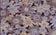 Brocado Floral Azul Katia